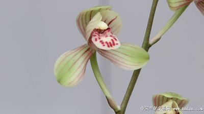 魫灯