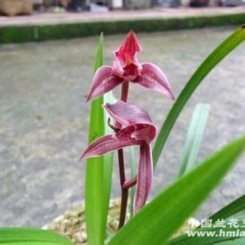 2021简短的春节祝福语微信朋友圈句子