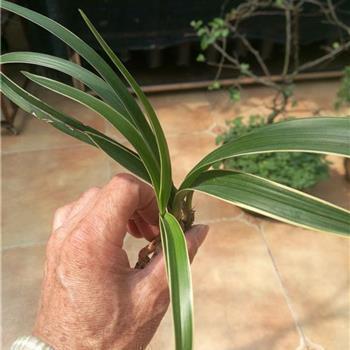 干完回家过年开心心情句子 关于大年三十回家过年心情说说