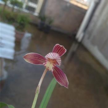 首丘之望