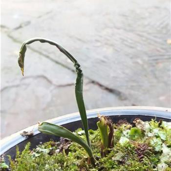 鳞漦
