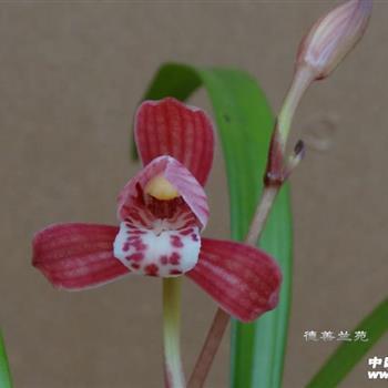 破壳而出