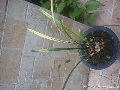 香烬