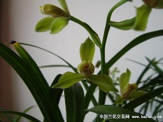 骨柮