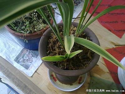 2020平安夜送苹果的祝福语金句