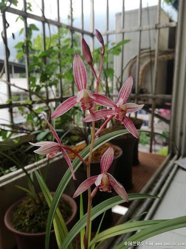 顿足搓手