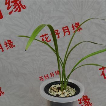2021辛丑年建党100年祝福语