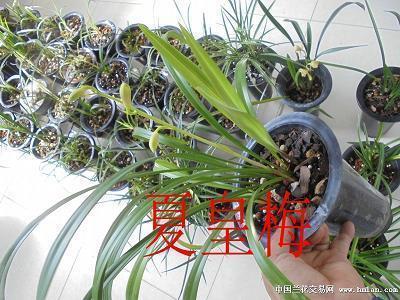 紊