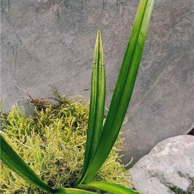 由