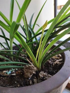 再坚强的女人也有脆弱时候的说说23句