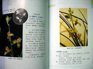 龙盘虎拏