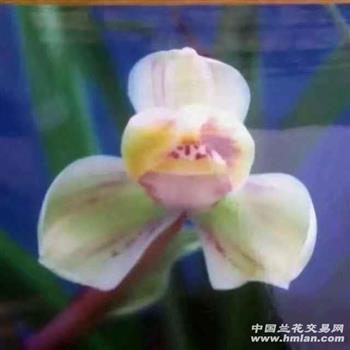 首造