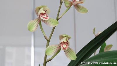 皮相之谈