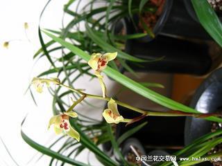 2021家人新年快乐祝福语大全