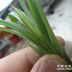 诚心实意