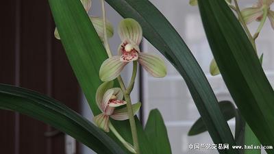 瓦影之鱼