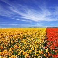 2021小满节气给家人的暖心祝福语文案合集66句