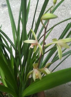 茂衍