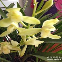 端倪可察