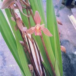 铢铢校量