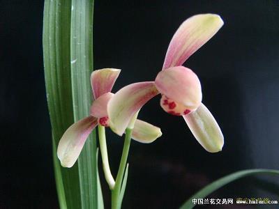 懂得对自己好点的说说 一定要对自己好的说说(精选31句)