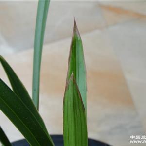 感觉无助的心情短语