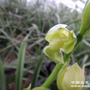 轻身殉义
