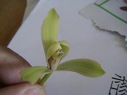 魫窗