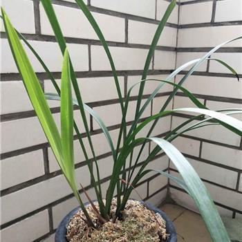飞艇