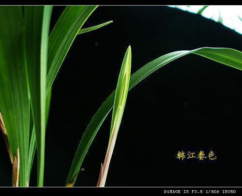 遹