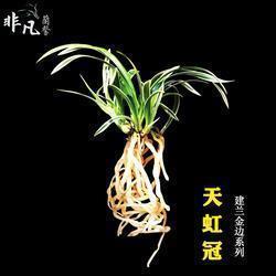 顿夺