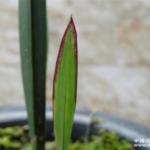 逍遥物外