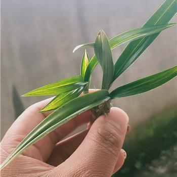 2021端午节祝福语简短一句话汇总66句