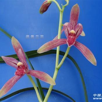 窥窬分毫