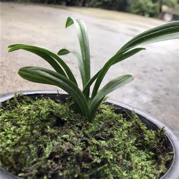 稀