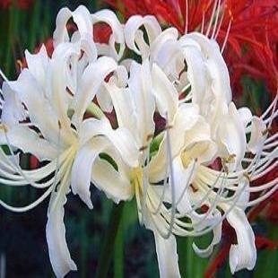 佛家赞美莲花的佛语 佛教中莲花的含义？