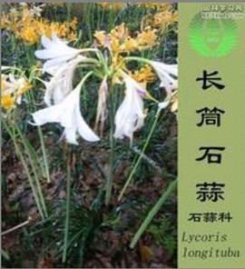 加油打气搞笑词句精选