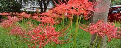 赞美百合花的香的诗句