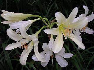 正月十五元宵节祝福语大全