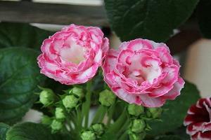 2021早安正能量句子励志