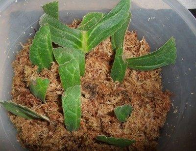 皮破肉烂