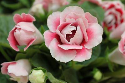 2021清明节伤感文案句子69句