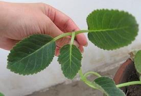 写给自己的微信说说 真心并不值钱，但爱对了人就是无价