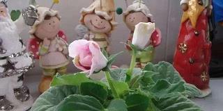 老誖