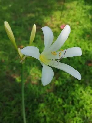 浮花浪蘂
