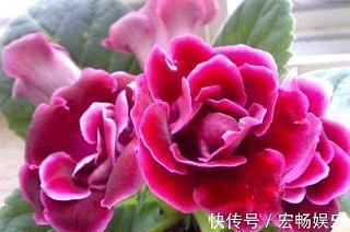 2020长辈生日祝福语简短