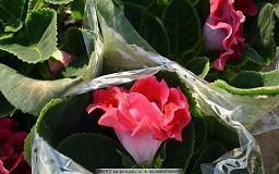 古风句子古韵惊艳汇编43句