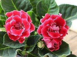 2020鼠年新年祝福语温馨