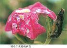矫若惊龙