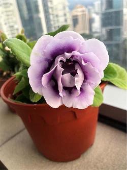 涶